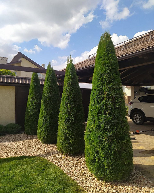 Topiary z tui: unikalne formy i rzeźby zdobiące ogród i nadające mu charakter.