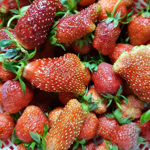 Zemklunika: Sadzonki gotowe Sadzonki zemkluniki w doniczkach, gotowe do posadzenia. Hybryda truskawki i poziomki.