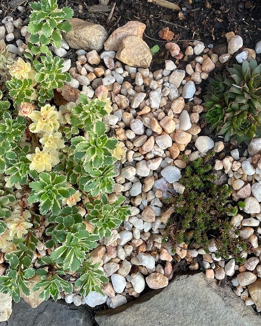 Alpinarium kaskadowe Alpinarium z tarasami i różnymi poziomami dla roślin – ciekawa aranżacja ogrodu.