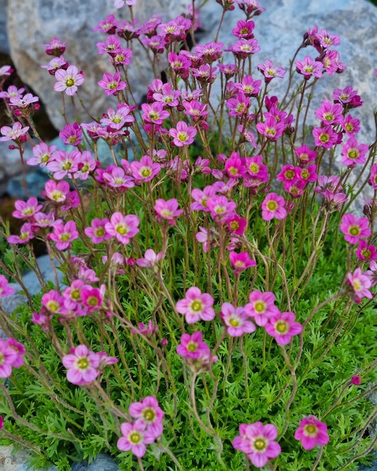 Kolorowy Alpinarium DIY Kwitnący Alpinarium DIY z różnorodnymi roślinami kwitnącymi w pełnym rozkwicie.