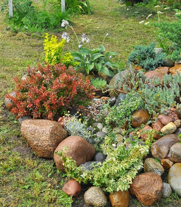 Iglaki w alpinarium Inspiracja dla alpinarium z roślinami iglastymi i dużymi kamieniami – aranżacja ogrodu.