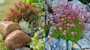 Alpinarium 2026: 7 Inspiracji i Porady Ekspertów dla Twojego Ogrodu — Alpinarium 2026