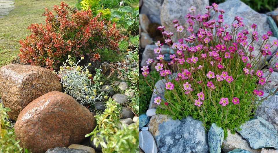 Alpinarium z roślinami Alpinarium z kamieniami naturalnymi i roślinami górskimi – inspiracja dla Twojego ogrodu.