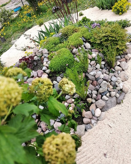 Mech i kwiaty Alpinarium z mchem i drobnymi kwiatami – naturalny wygląd ogrodu górskiego.