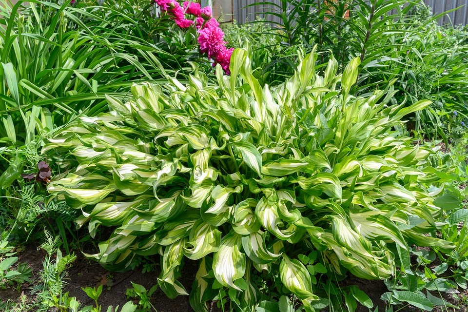 Cień też może kwitnąć! Piękne, niewymagające kwiaty do jesiennego sadzenia w zacienionych miejscach ogrodu.