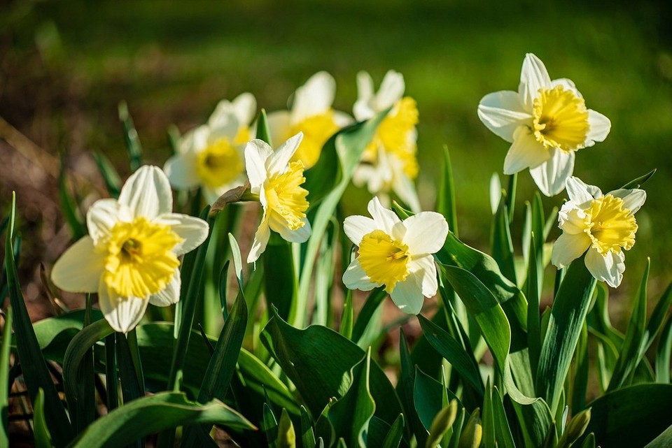 Kolorowy ogród na wiosnę Jaskrawe kwiaty w różnych kolorach posadzone jesienią, aby ogród zakwitł wiosną.
