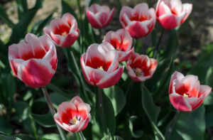 Jesienne sadzenie: Jak zaplanować ogród kwitnący wiosną 2027? — Sadzenie kwiatów jesienią