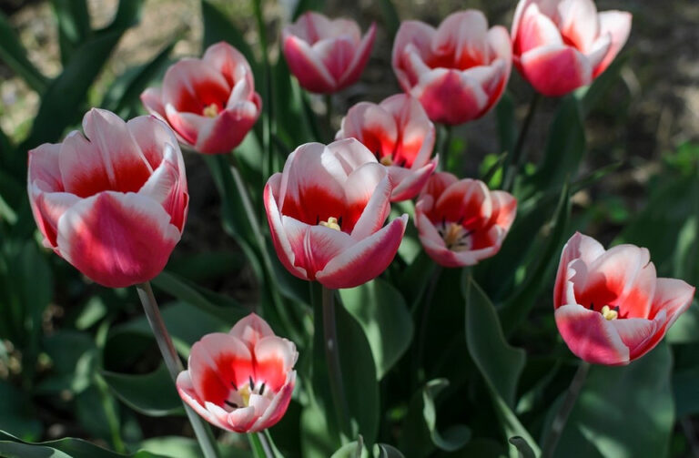 Jesienne sadzenie: Jak zaplanować ogród kwitnący wiosną 2027? — Sadzenie kwiatów jesienią