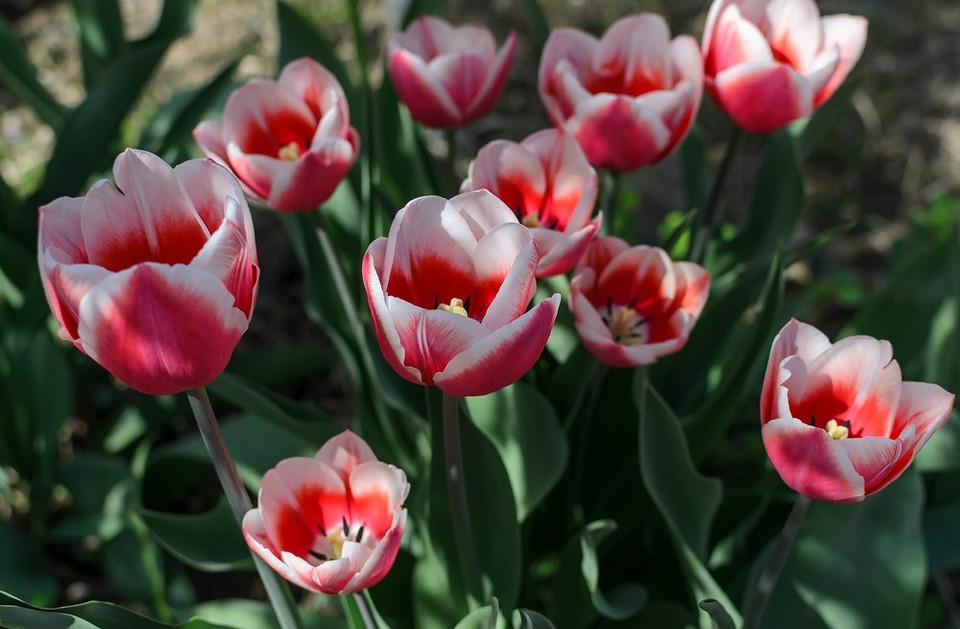 Jesienne kwiaty, wiosenny ogród Różnorodne kwiaty posadzone jesienią, które zakwitną wiosną 2027 roku – planowanie ogrodu.