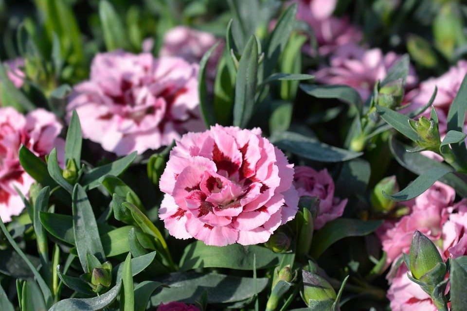 Nieuważne dobrane rośliny obok róż to przykład złego sąsiedztwa w ogrodzie.