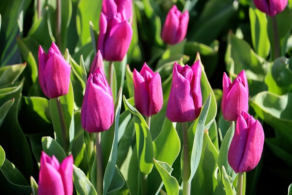 Niebezpieczni sąsiedzi dla róż: przykłady roślin, które szkodzą zdrowiu krzewów róż.