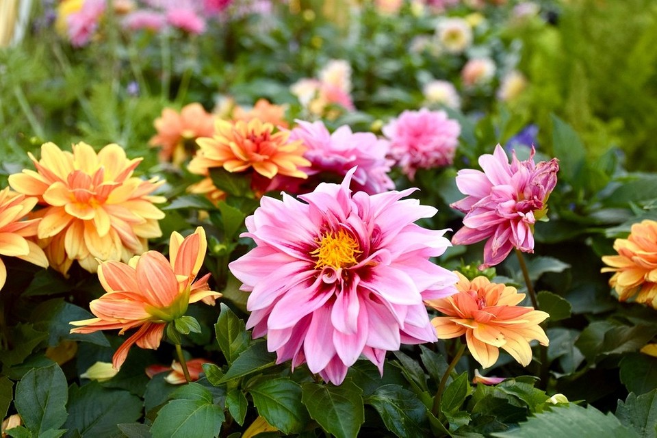 Szkodniki róż: rośliny-pułapki, których należy unikać w ogrodzie różanym.