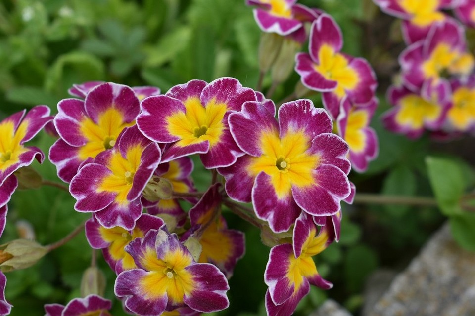 Ilustracja roślin, których nie powinno się sadzić obok róż przy projektowaniu ogrodu.