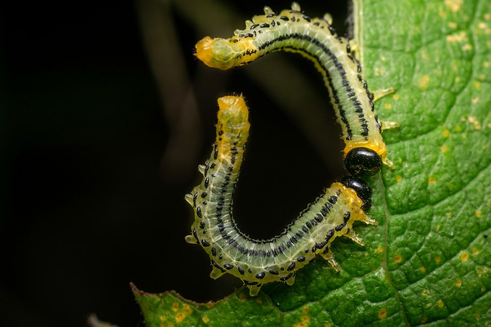 Ochrona kapusty przed gąsienicami - wybór metody zwalczania szkodników.