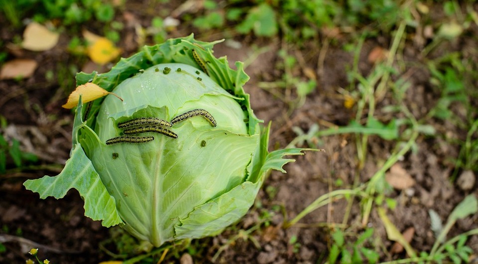 Kapusta zaatakowana przez gąsienice. Ochrona kapusty przed szkodnikami w 2026 roku.