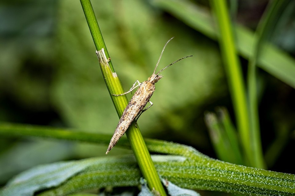 Porównanie naturalnych i chemicznych środków na gąsienice na kapuście.