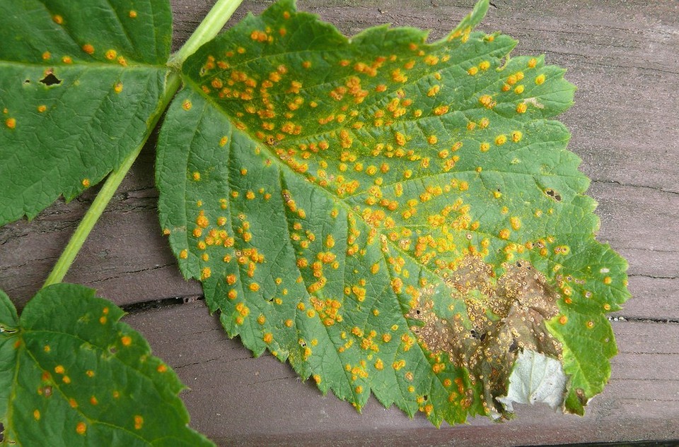 Profilaktyczna ochrona malin jesienią: zwiększenie odporności na choroby w 2027 roku.