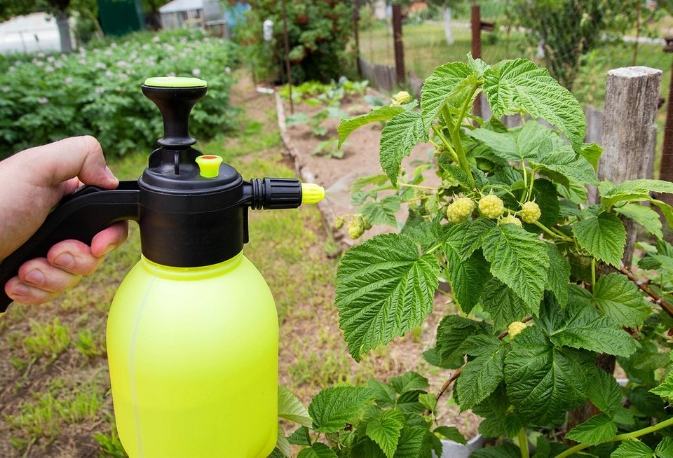 Oprysk malin jesienią: środki ochrony przed szkodnikami i chorobami dla przyszłych zbiorów.
