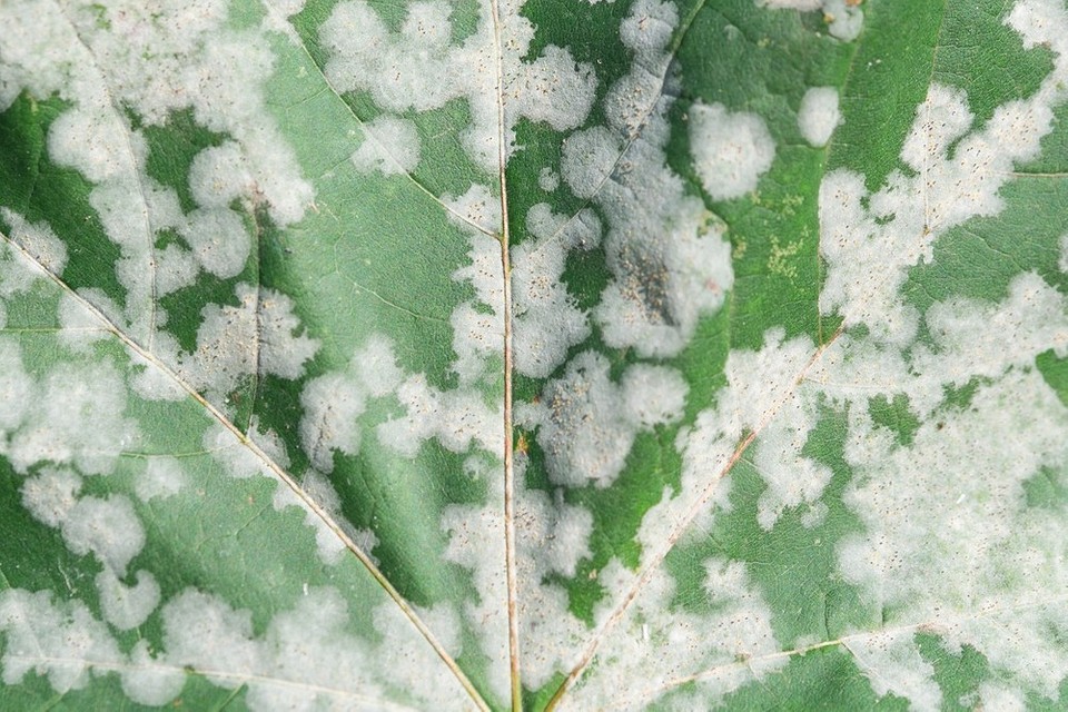 Skuteczne środki ochrony malin jesienią: grzyby i szkodniki pod kontrolą na 2027.
