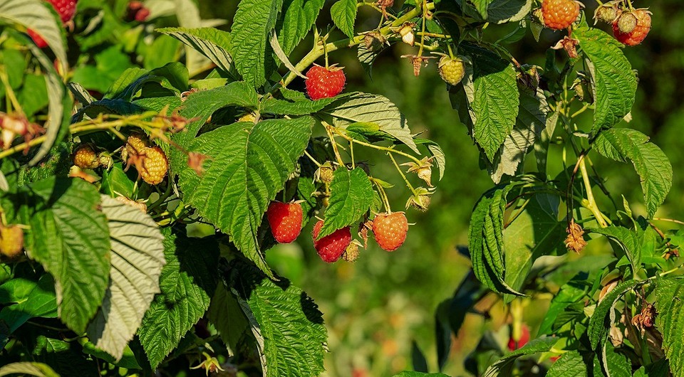 Jesienna ochrona malin przed szkodnikami: opryski i porady na rok 2027.