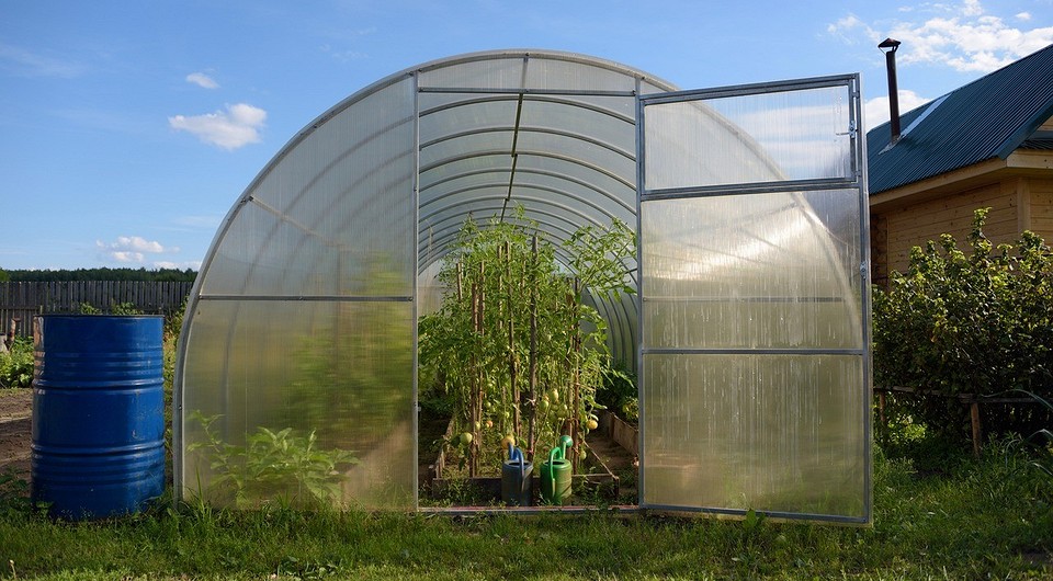 Jesienne przygotowanie szklarni: dezynfekcja przeciwko fytoftorze kluczowa dla upraw w 2026