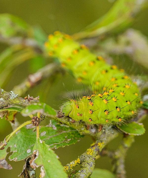 Ochrona jabłoni po kwitnieniu: domowe sposoby i opryski chemiczne na szkodniki