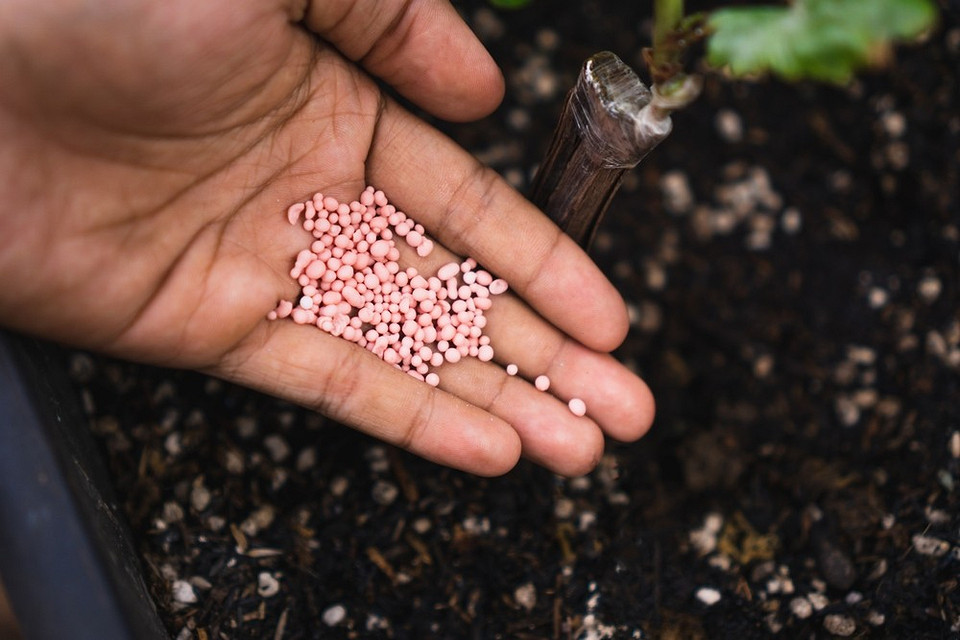 Przygotowanie roztworu do nawożenia ogórków: sprawdzony przepis na obfity plon.