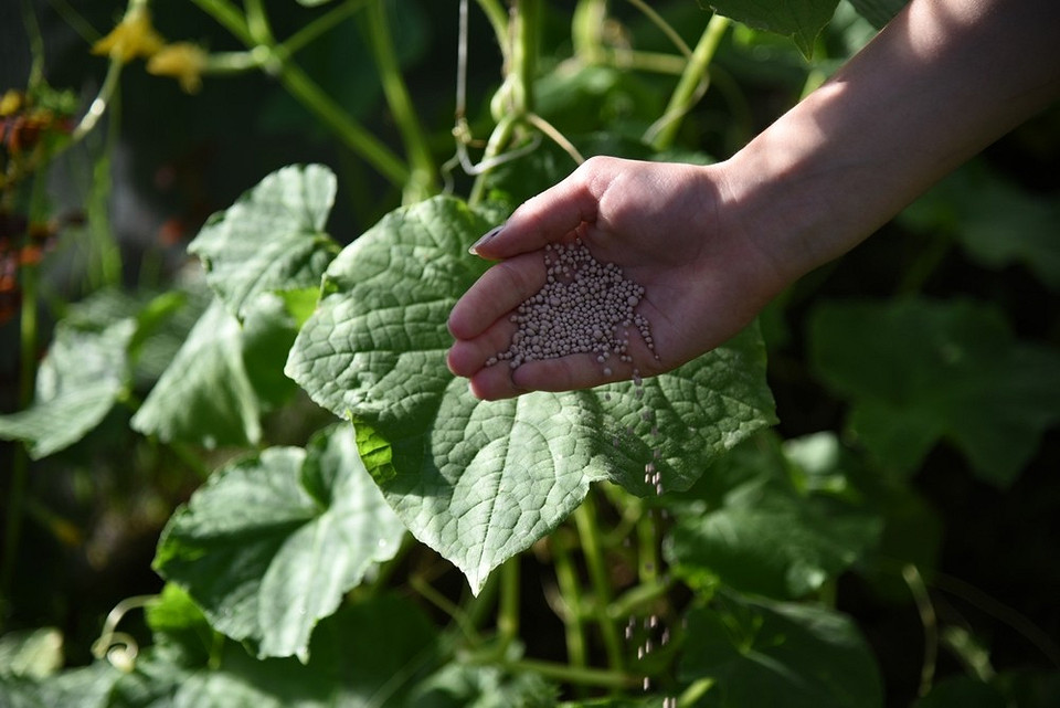 Wybór nawozów dla ogórków w lipcu 2026: mineralne i organiczne opcje.