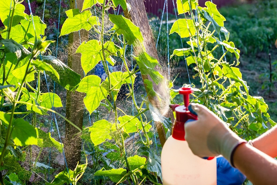 Uprawa ogórków: podlewanie, nawożenie i ochrona przed chorobami w lipcu 2026.