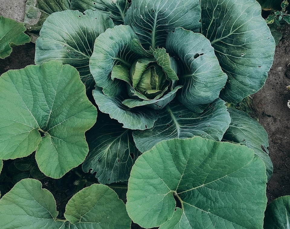 Organiczne metody ochrony kapusty: planowanie nasadzeń chroniące kapustę przed szkodnikami w ogrodzie.