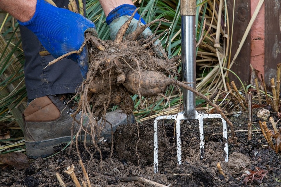 Karpy Dalii: Gotowe do Zimy Karpy dalii po wykopaniu: Gotowe do pielęgnacji i przechowywania w chłodnym miejscu.