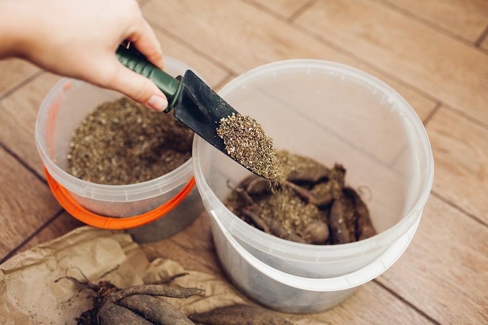 Dalie: Gotowe na 2027 Dalie gotowe do zimy: Przygotowane karpy zapewnią kwitnienie w 2027.