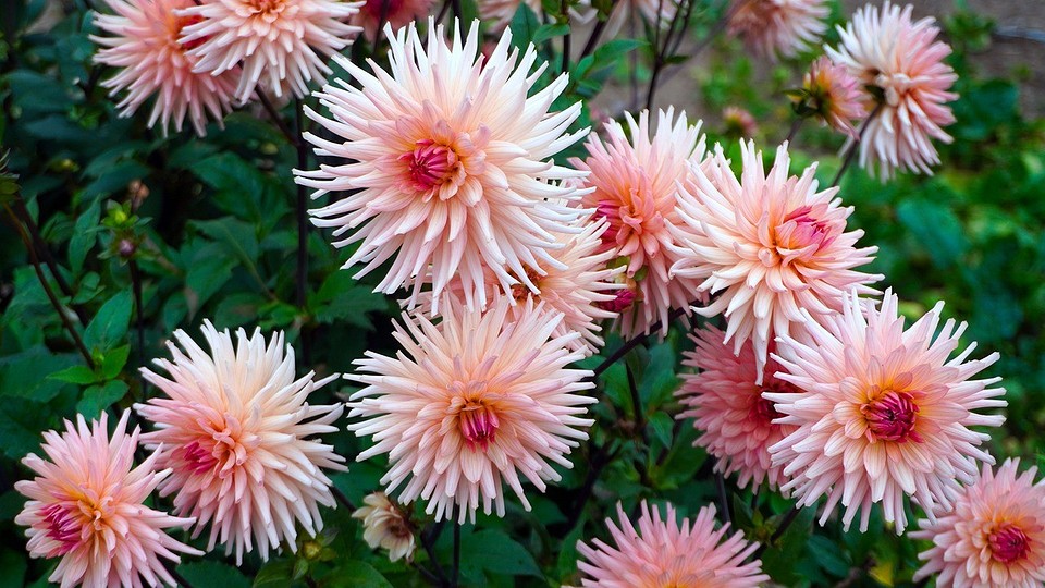 Zimowanie Dalii 2026 Przechowywanie dalii zimą: Wykopane karpy zabezpieczone przed uszkodzeniami i mrozem do 2026.