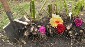 Dalie w Twoim ogrodzie: Jak przezimować, by kwitły w 2027? — jak przechowywać dalie zimą