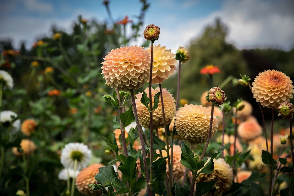 Dalie: Fungicydy na gnicie Ochrona dalii przed gniciem: Traktowanie karp fungicydami przed zimowaniem.