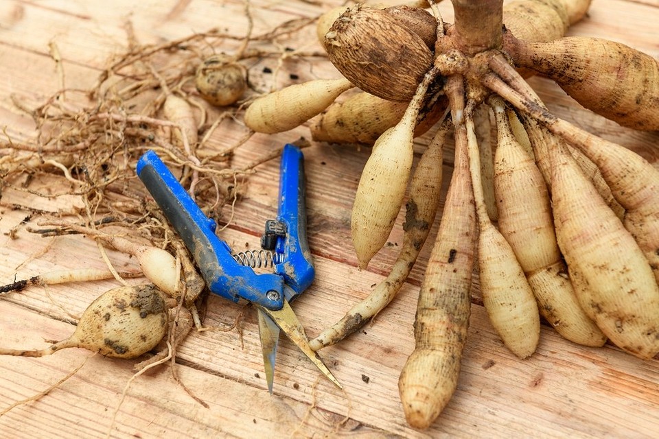 Terminy Wykopywania Dalii Kiedy wykopywać dalie na zimę? Zależy od regionu i pogody.