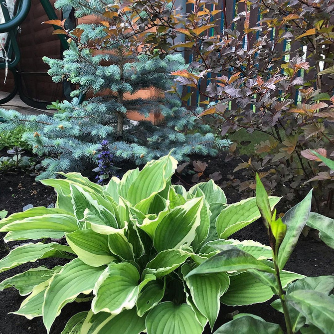 Skuteczna ochrona host przed ślimakami: sprawdzone metody na rok 2026.