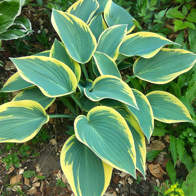 Hosta w aranżacji krajobrazu; ogród w cieniu; funkie z trawami ozdobnymi