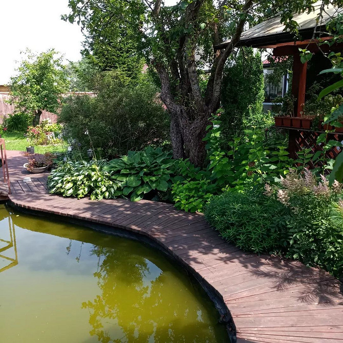 Ogród w cieniu z hostami: pomysły na aranżacje z funkiami w 2026 roku. Kompozycje z funkiami.