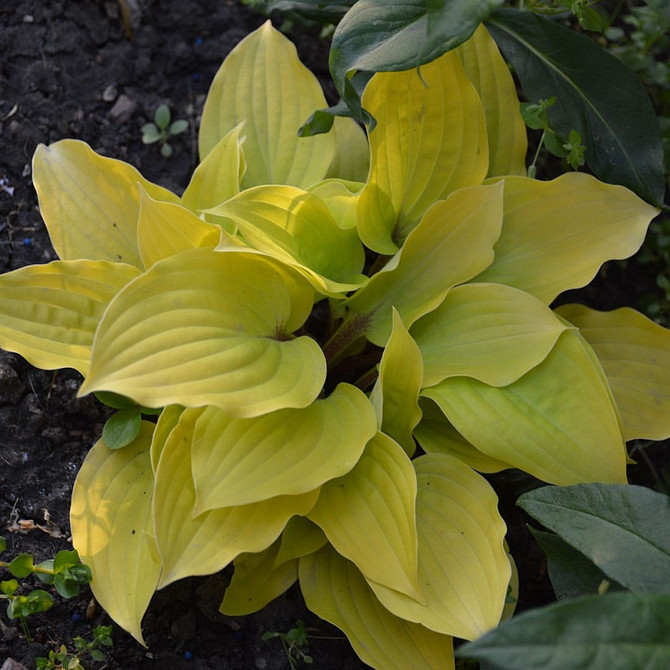 Hosta w aranżacji krajobrazu; małe ogrody; kompozycje z funkiami w donicach