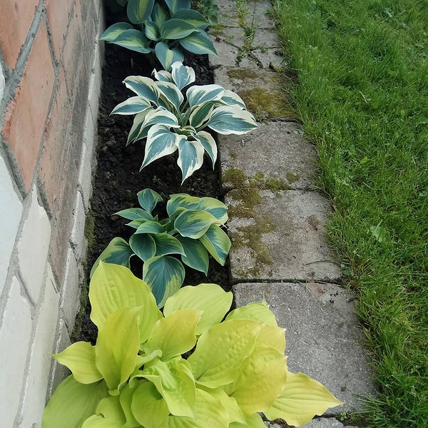 Ogród w cieniu 2026; hosty i barwinek; kompozycje cieniolubne z funkiami