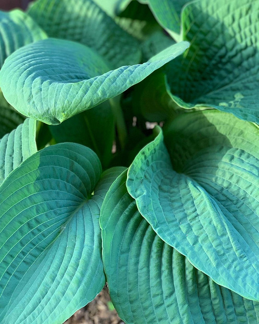 Mały ogród z hostami; funkie w aranżacji krajobrazu; kompozycja cieniolubna