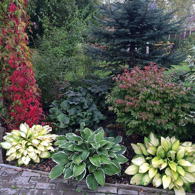 Aranżacja ogrodu z hostami: inspiracje na kompozycje w cieniu i półcieniu. Hosta w aranżacji krajobrazu.