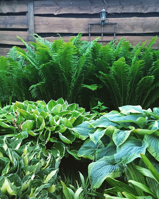 Różne odmiany host do cienia: pielęgnacja i uprawa w ogrodzie 2026.