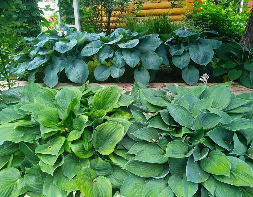 Projekt ogrodu w cieniu: inspiracje z hostami i funkiami w roli głównej. Hosta w aranżacji krajobrazu.