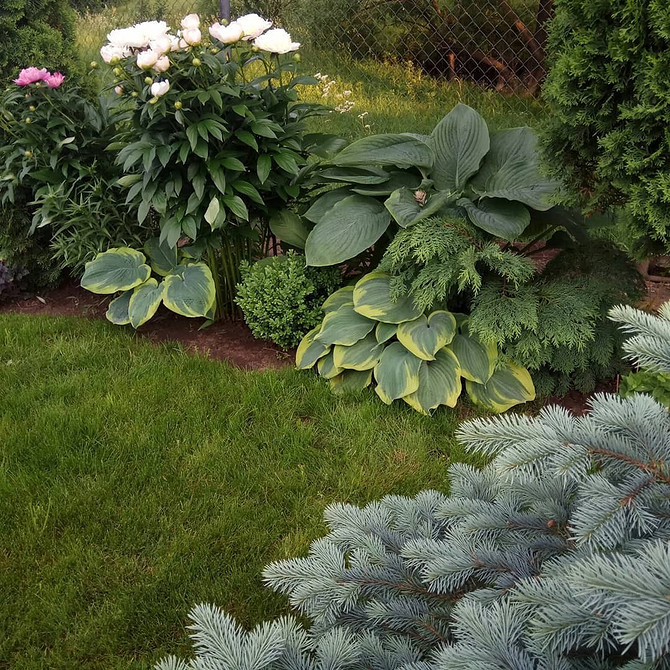 Aranżacja ogrodu z hostami: pomysły na rabaty i uprawa w cieniu 2026.