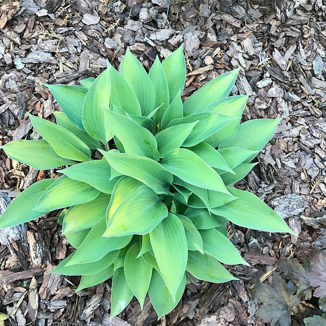 Różnorodne odmiany host w ogrodzie: inspiracje na aranżacje i uprawa w 2026