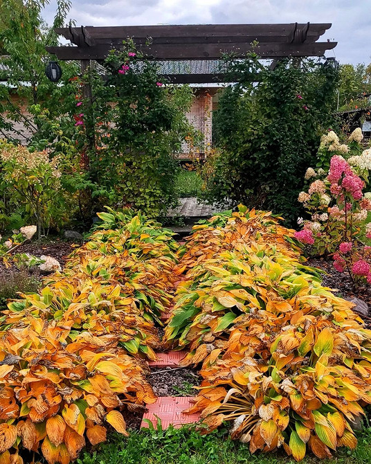 Bujne hosty w ogrodzie cieni: kompozycja z host i aranżacja w 2026