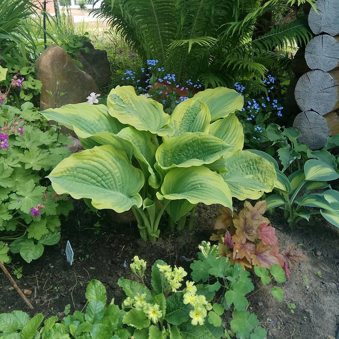 Hosty z żółtymi liśćmi: charakterystyka odmian i pielęgnacja w 2026 roku.