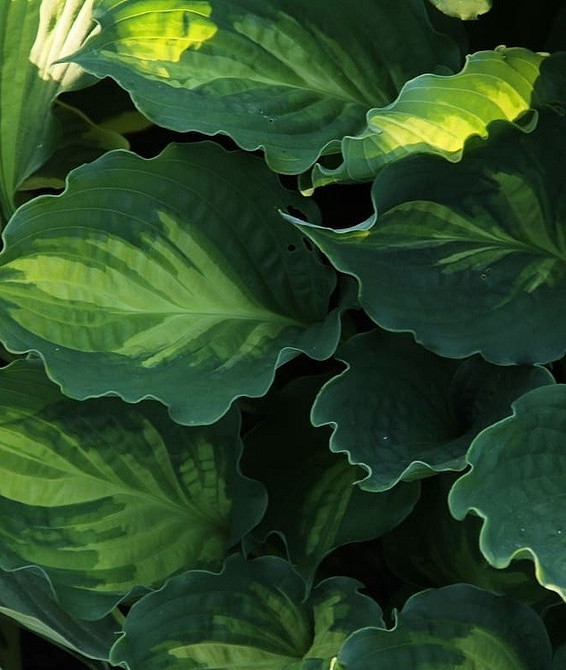 Nowoczesny design ogrodu z hostami: trendy i porady na 2026 rok.